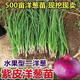 紫皮水果洋蔥苗小苗紅皮山東洋蔥秧苗秋季種植量大批發(fā)基地直發(fā) 甜口紫皮洋蔥苗    300棵