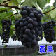 采夢(mèng) 夏黑葡萄樹苗南方北方種植室內(nèi)外葡萄樹苗 夏黑3CM粗1顆源頭直發(fā)