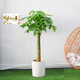 客廳辦公室大型植物大盆景室內獨干大發(fā)財樹(shù)辮子 迷你發(fā)財樹(shù)盆栽 獨桿發(fā)財樹(shù)50-70厘米高