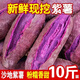 言覺沙地紫薯10斤正宗紫羅蘭新鮮現(xiàn)挖紫心地瓜紅薯蜜薯紫山芋番薯蔬菜 紫薯  精選5斤裝