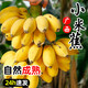 正宗廣西小米蕉新鮮香蕉粉糯香蕉酸甜小香蕉現(xiàn)砍現(xiàn)發(fā)新鮮熱帶水果 5斤