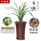 華香園春蘭老八種【宋梅】蘭花苗濃香型養(yǎng)蘭入門室內(nèi)耐陰綠植花卉 宋梅 1棵5苗 帶花苞 裸根發(fā)貨