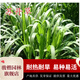 駿楷園林進(jìn)口牧草種子多年生黑麥草魚草四季可種耐寒養(yǎng)殖雞鴨鵝豬牛羊種籽 蘇丹草種子1斤