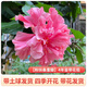 扶?；ㄅ柙灾匕曛扉葮涿缒鹃然ù竺缁ɑ芩募疽谆铌柵_庭院綠植 粉扶桑重瓣4年苗帶花苞包對版 不含盆