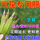 枯草芽孢菌桿菌蘭花專(zhuān)用肥料治黃葉黑斑爛根殺菌藥焦尖藥炭疽病 一瓶【百菌靈】帶噴嘴