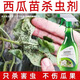 皎潔西瓜苗殺蟲藥防蟲蚜蟲紅蜘蛛油汗蟲潛葉蠅結(jié)線蟲泥土殺蟲劑農(nóng)用藥 1瓶