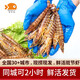 喵和漁【活鮮】鮮活基圍蝦 斑節(jié)蝦特大大花蝦九節(jié)蝦活蝦蝦類海鮮大蝦 （25-40只） 1斤(凈重)