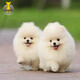 祥記萌奇30天保障茶杯犬純種博美幼犬活物小型犬可愛(ài)寵物狗活幼體俊介幼崽 血統級 咨詢(xún)客服視頻選寵