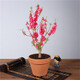 意軒觀(guān)賞桃花樹(shù)活苗盆栽真樹(shù)室內花卉庭院壽星桃樹(shù)盆景可地栽植物 桃花樹(shù)50cm+紅陶盆 不含盆