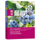藍莓種植技術(shù)書(shū)籍 圖說(shuō)藍莓整形修剪與12月栽培管理 正版保證