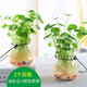 達之禮（DAZHILI）水培花瓶配植物透明玻璃花瓶水培銅錢(qián)草水養綠蘿風(fēng)信子花瓶清新 南瓜瓶2個(gè)(銅錢(qián)草根+彩石) 看詳情頁(yè)面