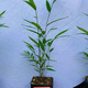 臺(tái)灣正宗內(nèi)門竹：禪雅盆栽名貴竹苗室內(nèi)綠植四季常青好養(yǎng)易活竹子 內(nèi)門竹 4桿（40cm-50cm）帶盆發(fā)貨塑料盆