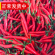 辰實(shí)【現摘】新鮮青辣椒 特辣 小米辣椒 青朝天椒 超辣生小青辣椒 3斤 （紅小米辣）