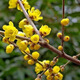 臘梅樹(shù)苗素心臘梅紅梅冬季開(kāi)花濃香型花卉耐寒綠化植物黃色臘梅樹(shù) 高桿臘梅【2厘米粗1棵】現挖現發(fā)