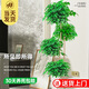 臨雅幸福樹(shù)客廳盆栽大型綠植室內辦公室四季好養植物吸甲醛源頭直發(fā)