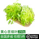 綠食者 新鮮黃心苦菊250g 苦葉生菜苦苣生菜 苦細(xì)葉 西餐沙拉蔬菜食材