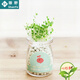 室內迷你負離子小盆栽綠植物帶種子小草桌面水培學(xué)生開(kāi)學(xué)獎品 心形草1盒 含盆