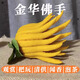 金華佛手果新鮮佛手柑香櫞帶枝水養(yǎng)佛手觀賞聞香插花水培清供佛手 2枝中果（枝長(zhǎng)15-20cm）
