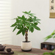 八芽盆栽發(fā)財樹植物室內(nèi)禪意招財樹盆景辦公室桌面綠植源頭直發(fā)包郵 辮子發(fā)財樹-雪梨盆-紫砂托 含盆