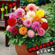 小麗花種子四季易活開(kāi)花不斷花籽多年生庭院室外陽(yáng)臺盆栽花種籽子 小麗花【混色 300?！?肥料
