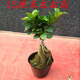 仟草集大型造型盆景植物人參榕小葉榕樹(shù)苗人參榕樹(shù)植物綠植盆景盆栽樹(shù)樁 人參榕15厘米