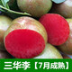 李子苗嫁接蜂糖三華脆骨李子樹(shù)苗特大庭院果樹(shù)南北方種植當年結果 三華李【5年苗當年結果】 111cm(含)-140cm(含)