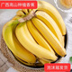 廣西香蕉青皮香蕉banana高山香蕉香甜水果生香蕉農(nóng)家自種香蕉 青皮香蕉生蕉泡沫箱發(fā)貨 凈重2500g