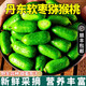 采緹（CAITI）【順豐】丹東軟棗獼猴桃 奇異果鮮果龍城2號東北獼猴桃圓棗禮盒裝 精選小果一斤裝10-15g