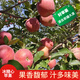 遇見(jiàn)憫農冰糖心蘋(píng)果大漠富士新疆蘋(píng)果源頭直采送禮佳品家庭必備新鮮水果 凈重4.5斤 優(yōu)選中果（150g起）