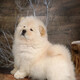 優(yōu)寵奇派松獅犬幼犬活體幼崽純種寵物狗狗松獅犬 寵物級 公