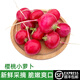 綠食者 櫻桃蘿卜2斤 迷你水果小紅圓蘿卜 沙拉食材生吃蔬菜 2斤
