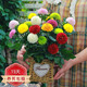 種花迷菊花盆栽植物開(kāi)花大菊花帶花苞乒乓菊長(zhǎng)壽花盆栽植花卉 龍爪菊（ 混色乒乓菊（苗5棵）