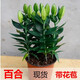御春閣一盆3棵 香水百合帶花苞 年宵花卉 百合盆栽 室內(nèi)帶花盆栽 百合苗 原盆軟塑料盆帶盆帶土帶花苞發(fā)貨