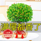 歐悟米蘭花盆栽花卉植物室內(nèi)四季開花帶花苞濃香茉莉花苗盆景驅(qū)蚊綠植 五年壯苗米蘭花原土球發(fā)貨