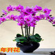 蓋淘蝴蝶蘭盆栽大苗大花室內(nèi)植物四季循環(huán)開花 紫色 4年苗原育苗盆原土