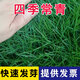 萌蘊（MengYun）進(jìn)口草坪種子草籽矮四季青草種護坡綠化耐寒耐旱免修剪草皮草種子 【四季青】混播草籽一斤
