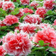 花中酷種子  牡丹種子 四季開(kāi)花 庭院綠化苗木花種子 牡丹花種子 陽(yáng)臺 盆栽花卉種子 混色半斤種子