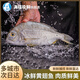海蘊(yùn)極鮮【冰鮮】黃翅魚 新鮮海捕大黃翅魚黃腳立魚 1000g（4-6條）
