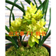 蘭花苗 春蘭 濃香奇花 盆栽花卉 花香 5苗連體 不含盆