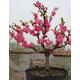 中夢(mèng)  樹(shù)盆栽室內客廳庭院種植植物壽星桃樹(shù)苗耐寒耐熱 桃花8年苗 不含盆