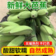 良知農(nóng)哥  廣西大芭蕉牛蕉大蕉牛角香蕉板蕉 9斤 需催熟現(xiàn)在季節(jié)個(gè)頭不大哦