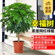 愛(ài)優(yōu)尚幸福樹(shù)盆栽客廳室內大型綠植辦公室喬遷新家綠寶凈化空氣源頭直發(fā)