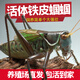 蟈蟈活體寵物成蟲(chóng)大個(gè)叫聲響亮新手好養包活包健康鳴蟲(chóng)鐵皮蟈蟈 精選中華蟈蟈兩只