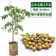 龍眼樹苗桂圓嫁接石硤儲(chǔ)良特大果苗四季龍眼當(dāng)年結(jié)果帶土庭院盆栽 石硤龍眼3年苗【帶土帶葉】 80cm(含)-89cm(含)
