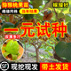 獼猴桃樹(shù)果苗紅心軟棗獼猴桃苗徐香嫁接南北方種植庭院水果樹(shù)果苗 試種5年當年結果苗 雌雄同體[限 40cm(含)-50cm(不含)