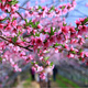 桃花樹(shù)盆栽 園林綠花苗木庭院觀(guān)賞樹(shù)種桃花苗盆栽粉色桃花樹(shù)苗許 2公分粗(開(kāi)花苗) 不含盆