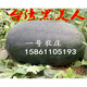 春枝韻正宗黑美人西瓜種子種籽特大四季小無籽京欣8424甜王巨型高產(chǎn)懶漢 大果黑美人800粒