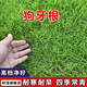 時(shí)茂進(jìn)口草坪種子草籽矮生四季青草坪草耐寒耐旱草皮護坡免修剪草種子 狗牙根凈籽1斤耐寒耐旱