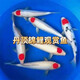 【包活包損】錦鯉活魚觀賞魚活體好養(yǎng)耐活冷水淡水魚日系錦鯉金魚 【精品】一條單頂錦鯉 18--20cm