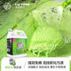 綠田（LUTIAN）汽車(chē)用品綠舌頭PA強效預洗液洗車(chē)液高泡沫洗車(chē)水蠟汽車(chē)清潔劑 綠舌頭 4L 1桶 -含按壓泵